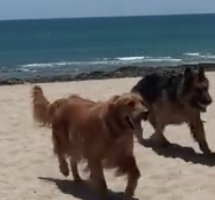Mary Anne Greenawalt's dogs at Puerto Penasco a few days ago – Best Places In The World To Retire – International Living