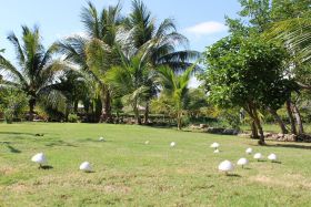 Mushrooms on the grounds of Crimson Orchid Inn, Corozal, Belize – Best Places In The World To Retire – International Living