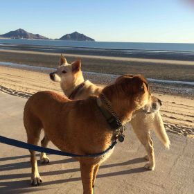Two dogs in front of the beach in San Felipe, Baja, Mexico