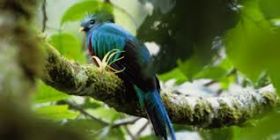Bird at International Park of the Friendship, Panama – Best Places In The World To Retire – International Living