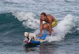 Dog surfing