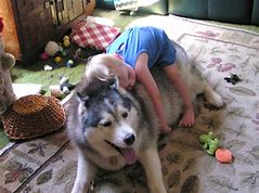 Dog with child sleeping on it