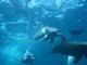 Placencia, Belize snorkeling with dolphins – Best Places In The World To Retire – International Living
