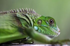 Lizard in Torio, Azuero Peninsula, Panama – Best Places In The World To Retire – International Living