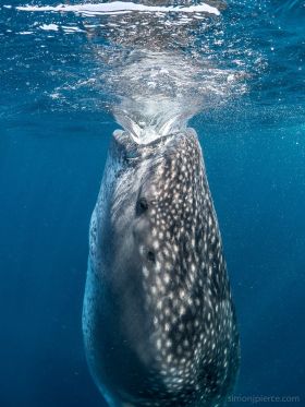 Whale shark in Cancun sucking in water and plankton – Best Places In The World To Retire – International Living