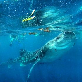 Whale shark eating near snorkelers in Cancun – Best Places In The World To Retire – International Living