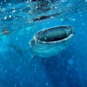 Whale shark with mouth open in Cancun – Best Places In The World To Retire – International Living