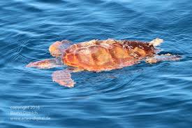 Turtle in the water off Isla Mujeres – Best Places In The World To Retire – International Living