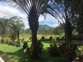 Palm trees in Boquete – Best Places In The World To Retire – International Living
