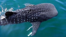 Whale shark near surface in Cancun – Best Places In The World To Retire – International Living