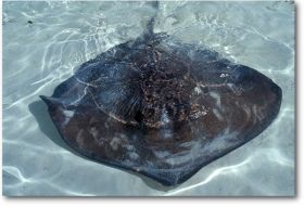 Stingray in clear water off Isla Contoy – Best Places In The World To Retire – International Living