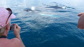 Anne Gordon Whale Watching Panama – Best Places In The World To Retire – International Living