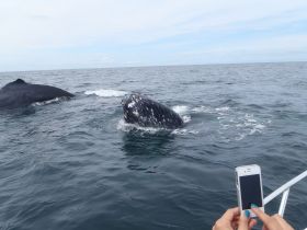 Anne Gordon Whale Watching Panama orcas – Best Places In The World To Retire – International Living