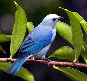 Blue gray tanager, Panama – Best Places In The World To Retire – International Living