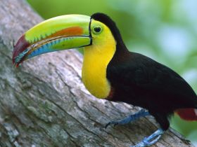 keel billed toucan, Panama – Best Places In The World To Retire – International Living