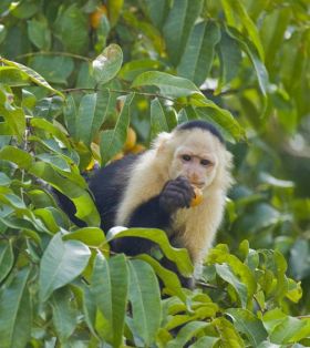 Monkey in the jungle in Panama – Best Places In The World To Retire – International Living