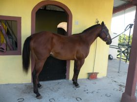 My horse by my barn in Boquete, Panama – Best Places In The World To Retire – International Living