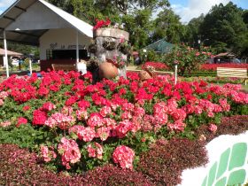2013 Boquete Flower Festival – Best Places In The World To Retire – International Living