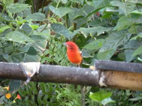 Orange and red umingbird in Panama – Best Places In The World To Retire – International Living