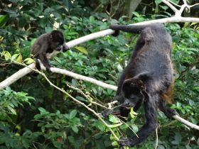 monkeying around in the Panama Canal – Best Places In The World To Retire – International Living