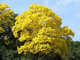 Beautiful Guayacan Tree in Panama – Best Places In The World To Retire – International Living