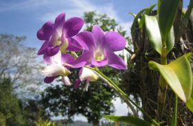 Dracula Orchid Farm, Volcan, Panama – Best Places In The World To Retire – International Living