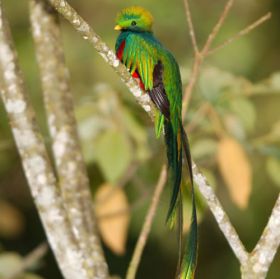 Bird watching for Quetzal in Volcan and Cerro :Punta Panama – Best Places In The World To Retire – International Living