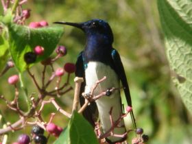 jacobean hummingbird, Rambala, Bocas del Toro  – Best Places In The World To Retire – International Living