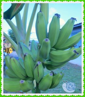 Randy Hilarski bananas Panama – Best Places In The World To Retire – International Living