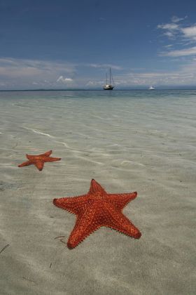 Starfish Bocas Del Toro sand beaches Panama – Best Places In The World To Retire – International Living
